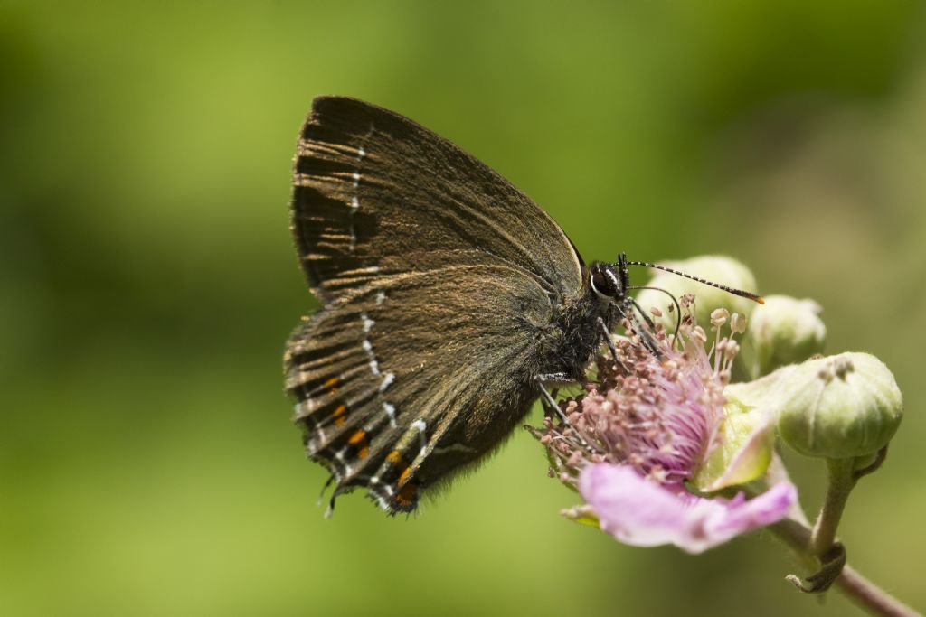 Satyrium ilicis?